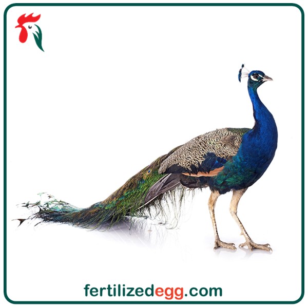 تخم نطفه دار طاووس جاوا 